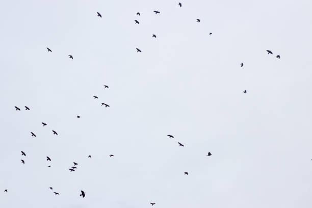 istock Silhouette bird flying on the sky black and white 1285669617