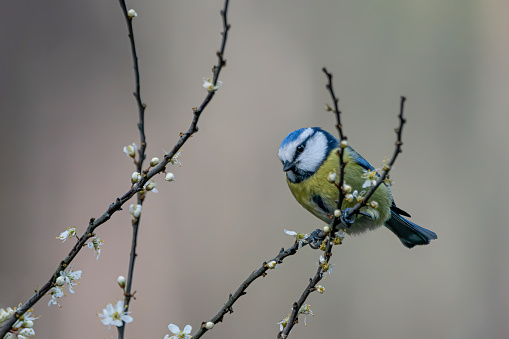 Eurasian Blue Tit (Cyanistes caeruleus) on a branch with white flowers (Prunus spinosa) in the forest of Noord Brabant in the Netherlands.