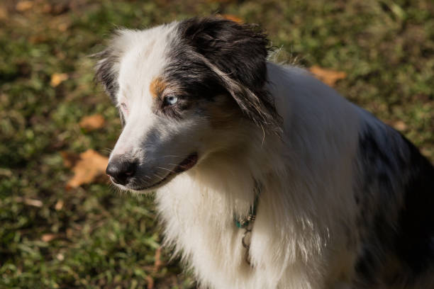 istock Australian shepherd closeup portrait in autumn forest 1285670646