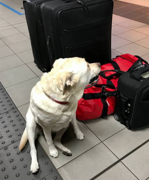 istock Labrador Retriever at Airport 1285671386