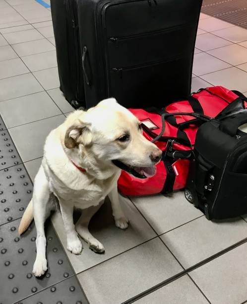 istock Labrador Retriever at Airport 1285671397