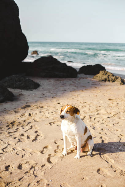 istock Dog at the beach 1285672334