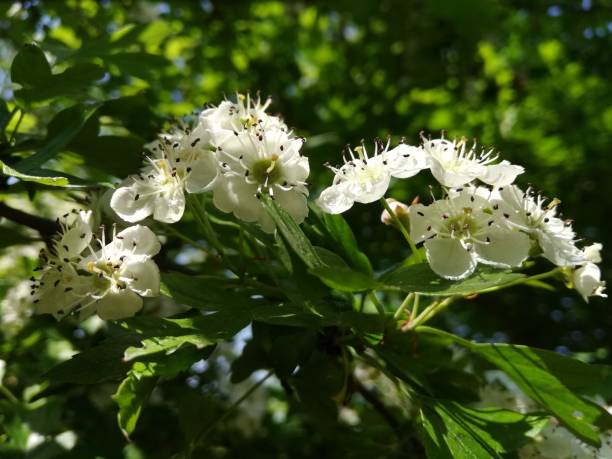 istock hawthorn, whitethorn - biancospino 1285672753
