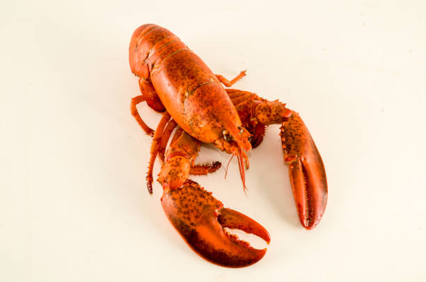 istock Delicious freshly steamed lobster 1285674421