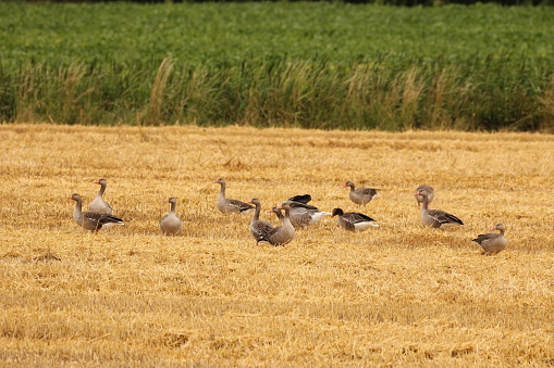 a group greylag goose is foraging in a golden stubble field of a former wheat field in the dutch countryside in summer