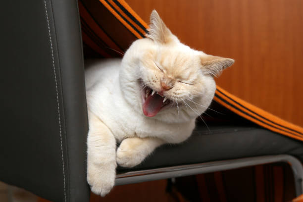 Sleepy striped cat lies and yawn