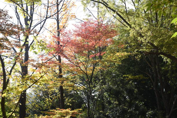 istock Kousa dogwood autummn leaves 1285674603