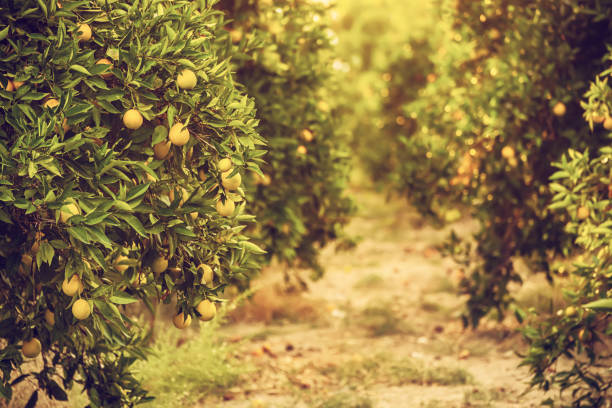 istock Orange garden with fruit 1285674789