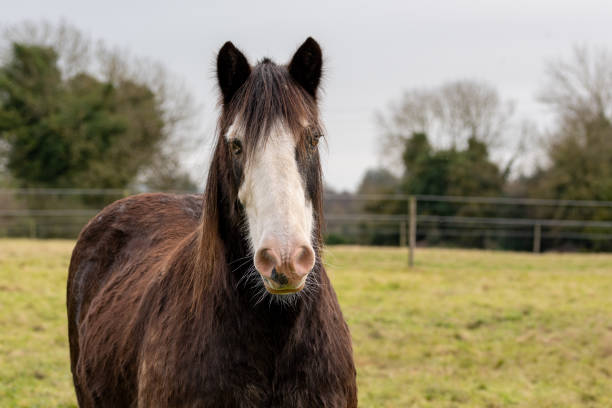 istock Brown and white Gypsy Vanner horse head portrait 1285674882