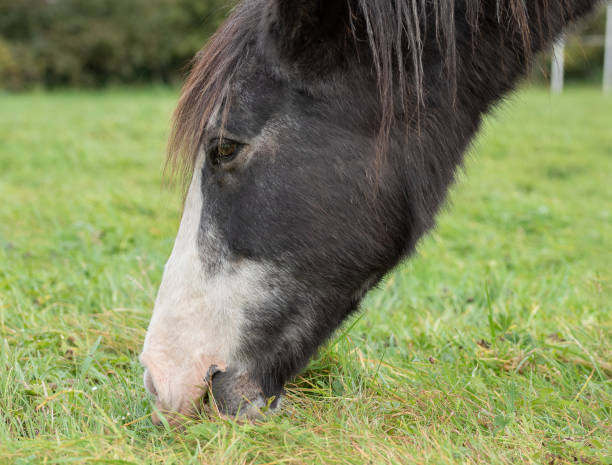 istock A horse grazing on the pasture close-up shot 1285674913