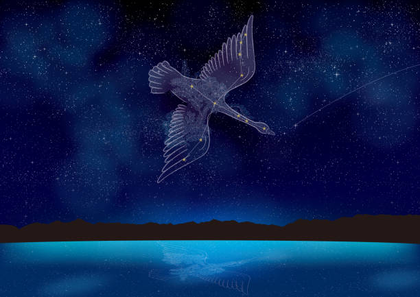 cygnus - schwan sternbild fotos stock-fotos und bilder