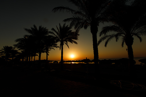 Wide shot, copyspace of a dramatic scene during sunrise time with silhouette of palm trees.