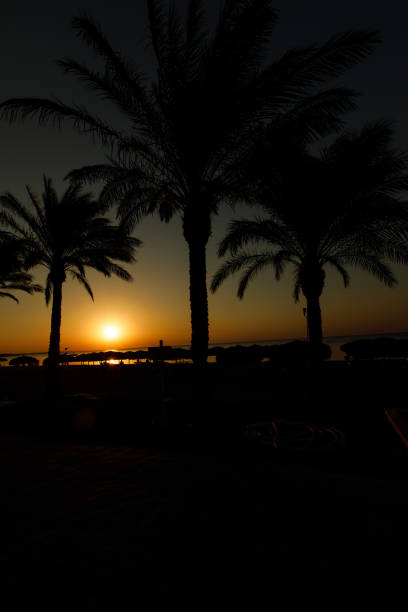 Backlight of high contrast sunrise scene where the sky is clear and the silhouette of three high palm trees is visible.