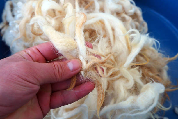 istock natural and pure sheep wool, washed cleaned sheep wool,close up, clean sheep wool, 1285675521