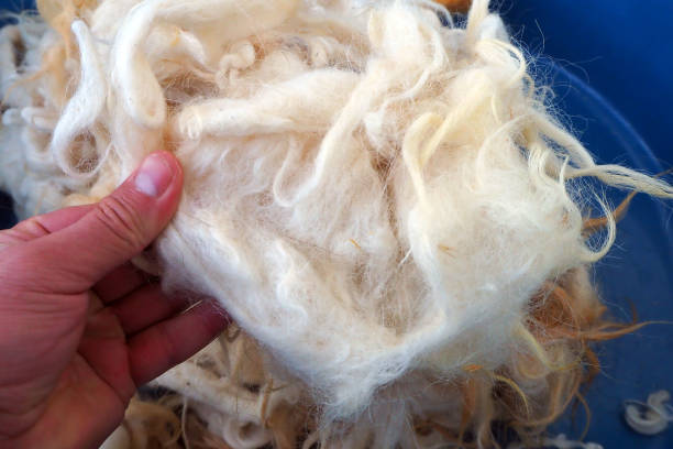 istock washing wool, sheep's wool ready to be washed in a bowl, 1285675549