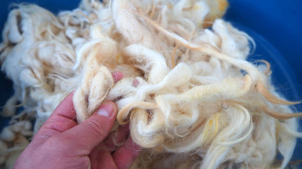 istock washing wool, sheep's wool ready to be washed in a bowl, 1285675565