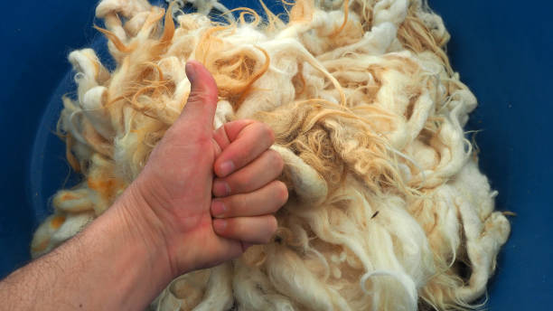 istock natural and pure sheep wool, washed cleaned sheep wool, 1285675586