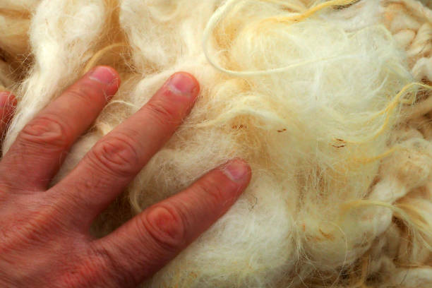 istock pure natural sheep wool for healthy pillow and quilt, 1285675587