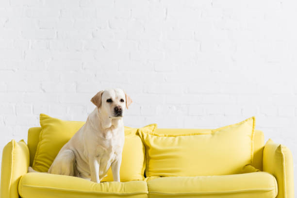 istock labrador looking away, while sitting on yellow sofa at home 1285675919