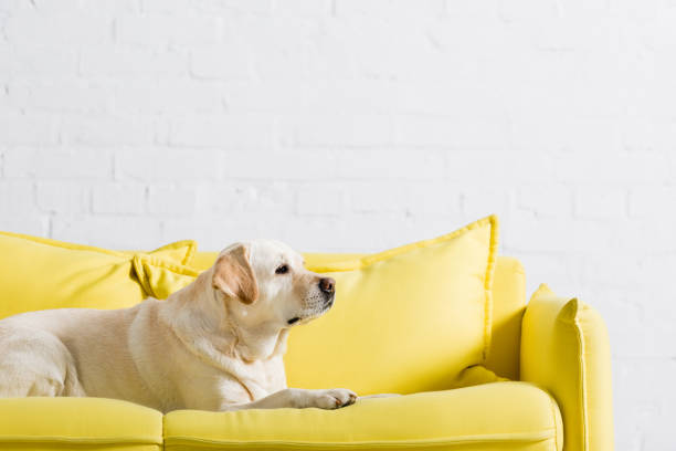 istock side view of labrador dog lying on soft yellow sofa at home 1285675949