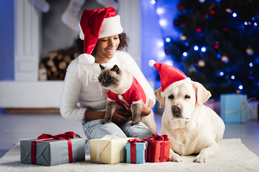 Golden Retriever looking at the camera wearing a Santa hat with a white background.