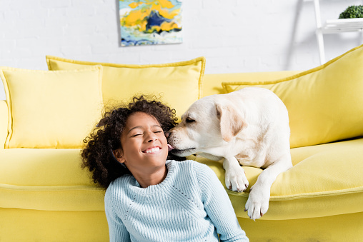 labrador licking girl cheek, while lying on yellow sofa at home