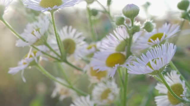 Chamomile Plants, Tranquil Natural Background