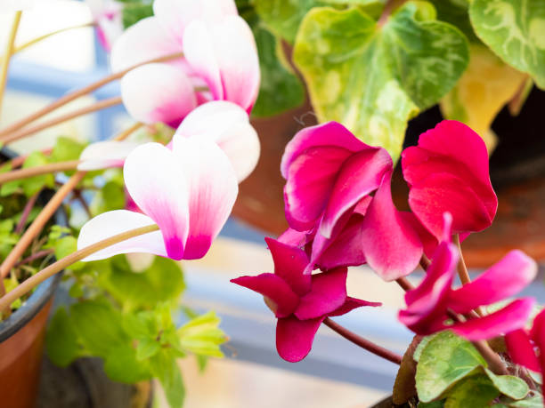 istock Horizontal image of pink and white flowers 1285677448