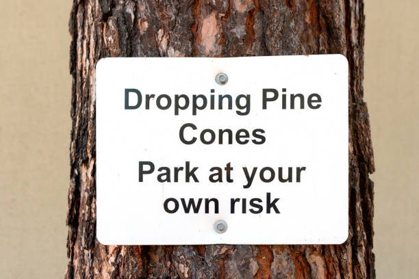 istock Dropping pine cones warning sign attached to mature pine tree trunk 1285677479