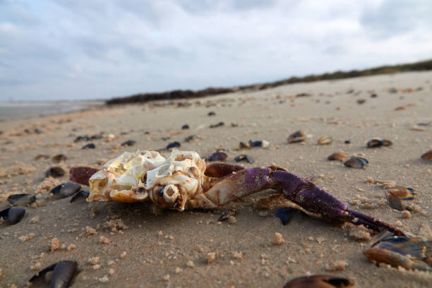 istock Skeleton of a scary dead crab on the sandy beach. 1285678103