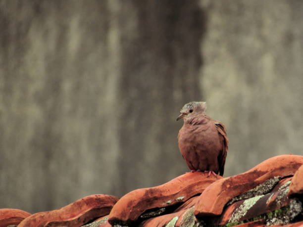 istock chick of a bird known as Common Ground-Dove, with its feathers raised by the wind, perched on a red tile roof. 1285678285
