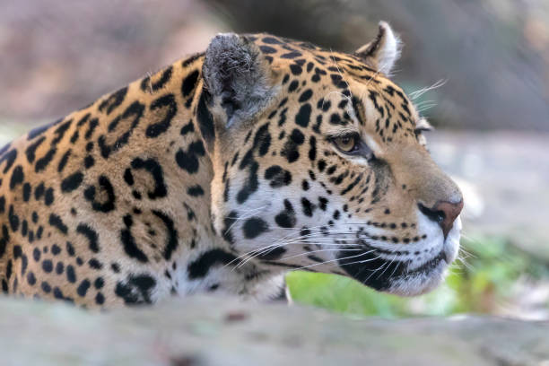 istock Jaguar looking away, close up shot 1285678512