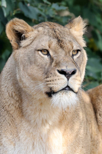 istock Lioness looking away, close up 1285678528