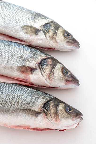 istock Sea bass with white background 1285678582