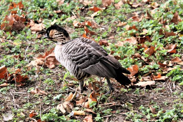 istock A close up of a Hawaiian Goose 1285679347