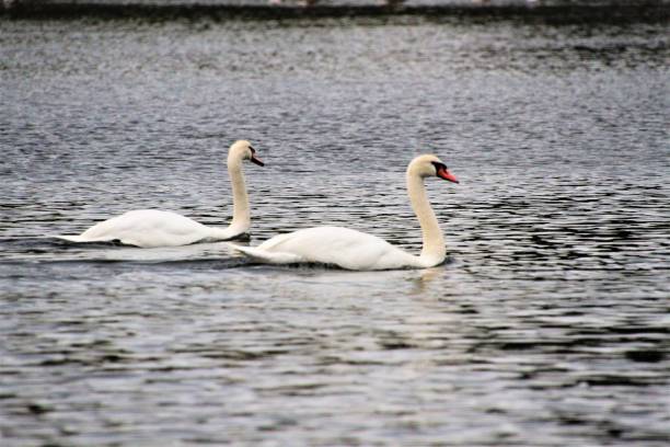 istock A close up of a Mute Swan 1285679456