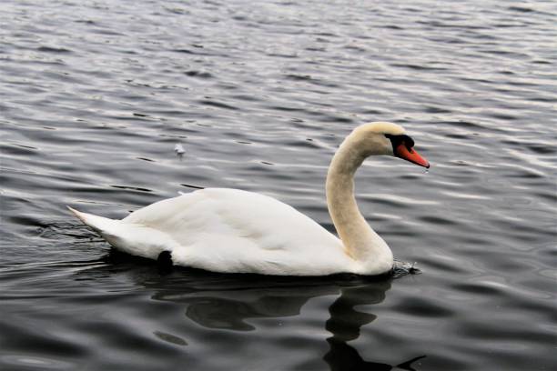 istock A close up of a Mute Swan 1285679484