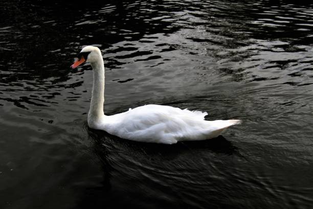 istock A close up of a Mute Swan 1285679505