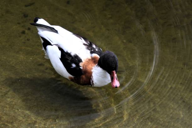 istock A close up of a Shelduck 1285679522