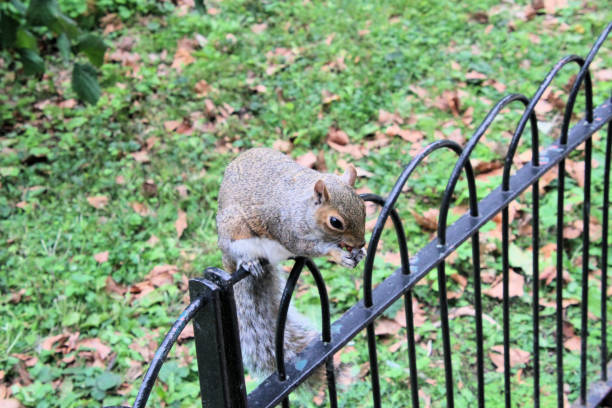istock A close up of a Grey Squirrel 1285679605