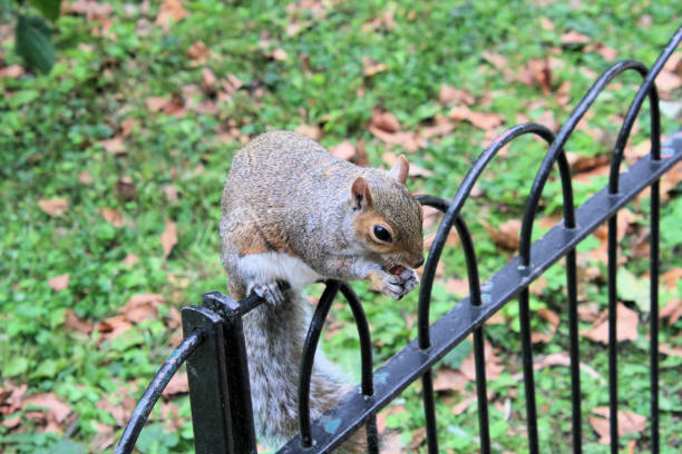 istock A close up of a Grey Squirrel 1285679639