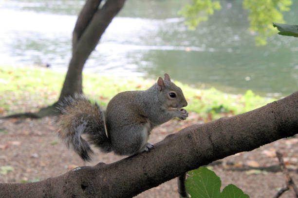 istock A close up of a Grey Squirrel 1285679659