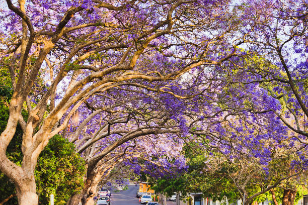 istock Jacaranda Kir tunnel top 19 1285679767