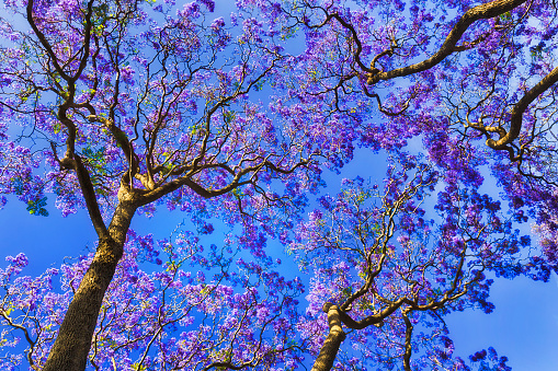 Blossoming Jacaranda trees in Sydney of Australia against blue sky on a sunny day of spring time.
