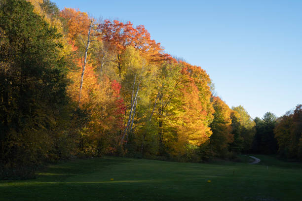 The lovely green lawn. The lawn is surrounded by a grove of red, yellow and orange trees. Colors of autumn. Warm day. Road to Bromont, Canada.