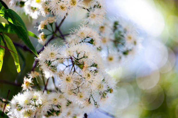 istock Eucalyptus white fluffy flowers, nature background with copy space 1285681576