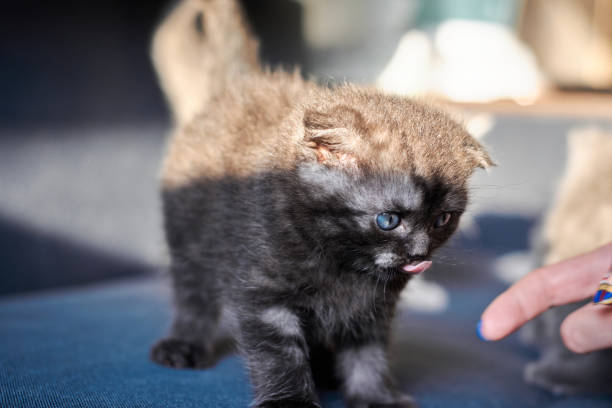 A little black kitten with white spots and blue eyes is standing on the blue couch. He look at the side on men's fingers with lolling out tongue. Natural sunny light is on kitten's body and shadow on his face and paws. Close-up portrait shot. un gatito negro con manchas blancas y ojos azules está de pie en el sofá azul. miró el lado en los dedos de los hombres con la lengua descasco. la luz natural y soleada está en el cuerpo del gatito y la sombra en su cara y patas. toma de retrato de pri