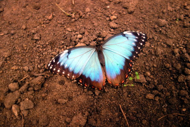 beau papillon bleu de morpho peleides avec des ailes ouvertes s’asseyant sur le sol - blue silk morpho butterfly photos et images de collection