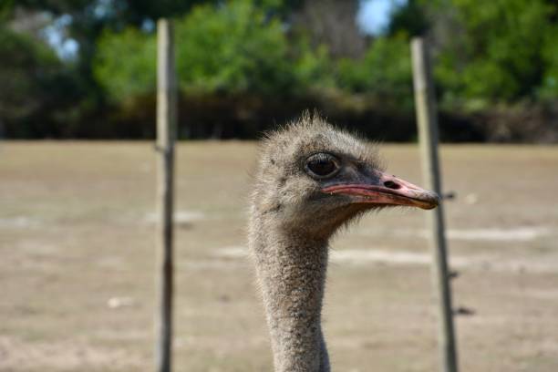 ダチョウ - ostrich feather animal head concepts ストックフォトと画像