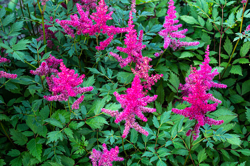 Astilbe chinensis flowers bloom in the garden. Nature concept